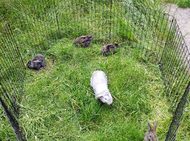 Mini Lops kits available now