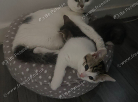 10 week old kittens