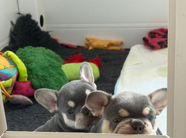 2 stunning kc registered French bulldog puppies.