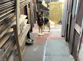 German shepherd male