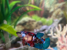 Female betta fish