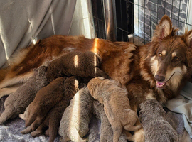 Kc reg german shepherd pups