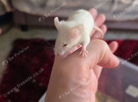 Female for sale