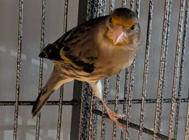 Unsex Goldfinch mules