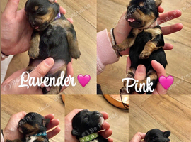 ️ GORGEOUS SHORKIE PUPPIES - LOOKING FOR THEIR FOREVER HOMES ️