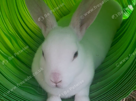 Pure bred mini rex