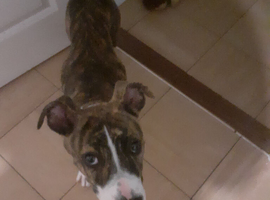 American bulldog x staff