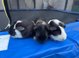 10 month 3 brother guinea pigs