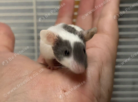 Baby male fancy mice for sale