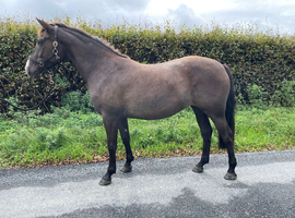 14.2 Welsh part bred X Connemara