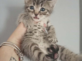 3 x male ragdoll x tabby kittens