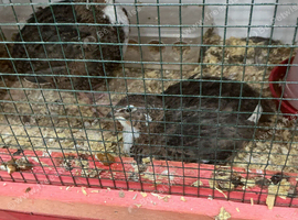 Tuxedo jumbo quail