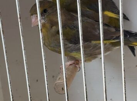Stunning pair of green finches