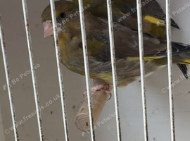 Rung Proven Pair Of GreenFinches