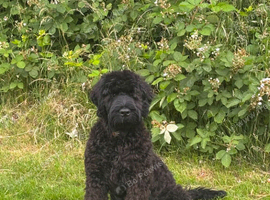 Black Russian Terrier