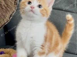 Playful kittens