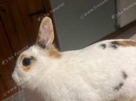 Female Netherland dwarf + mini lop