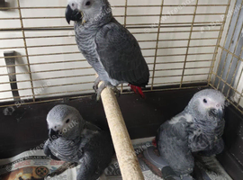 3 Silly tame hand-reared African Grey Parrots for sale