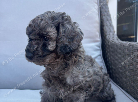 One beautiful little Cavapoo girl remaining