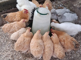Lemon pekin bantam chickens POL