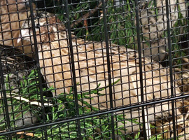 3x Quail Males
