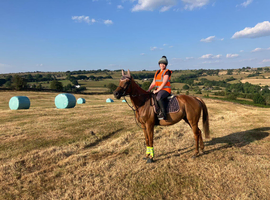 drizzle 15.3 chestnut mare