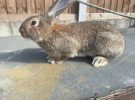 Baby bunny&rsquo;s