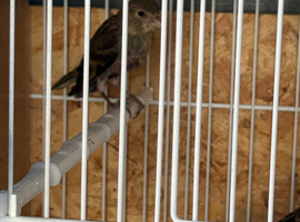 Baby goldfinch mule