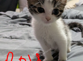 8 week old kittens ready to leave today.