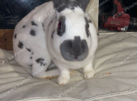 English show Rabbit ringed