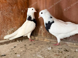 5 pairs of Iranian pigeons