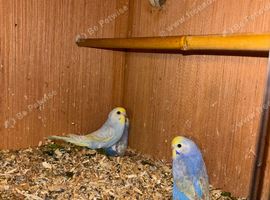 Rainbow Budgies&rsquo;s for sale