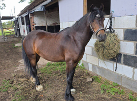 Welsh x cob