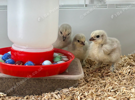 Free - 3 Unsexed Lavender Pekin Bantam Chicks