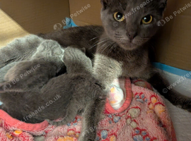 4 beautiful Russian blue kittens