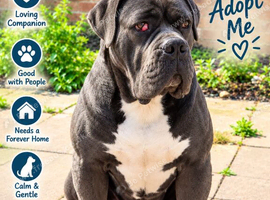 Cane corso