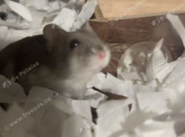 Dwarf hamster