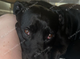 Gorgeous Lab Mix