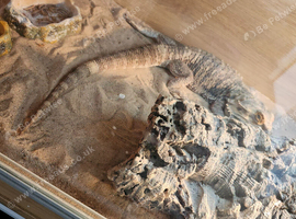 Bearded dragon