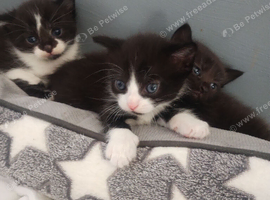 Beautiful kittens looking for there forever homes