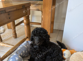 Toy poodle puppies girls KC reg Fully Vaccinated