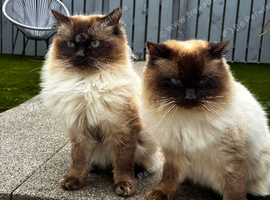 Pedigree Ragdoll for Stud
