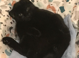 Fully tamed litter trained female cat