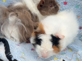 Pair of 8 week old boars