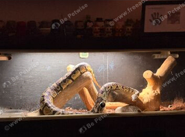 Large python