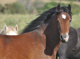 Registered Welsh D filly