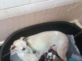 Kennel club registered pups due on 23rd October