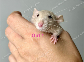 Dumbo rat babies available now