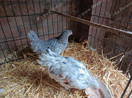 A Pair of Fantail Bantams