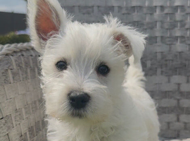 Beautiful west highland terrier pups